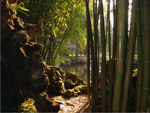 Bambú, rocas y luz
