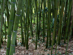 Bosquete de bambues