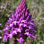 Guía de Flora