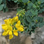 Guía de Flora
