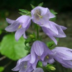 Guía de Flora