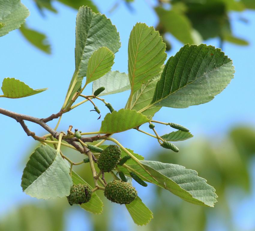 Alnus glutinosa (ALISO, ALTZA, ALNO, VINAGRERA)