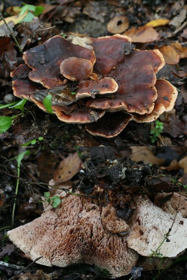 Abortiporus biennis