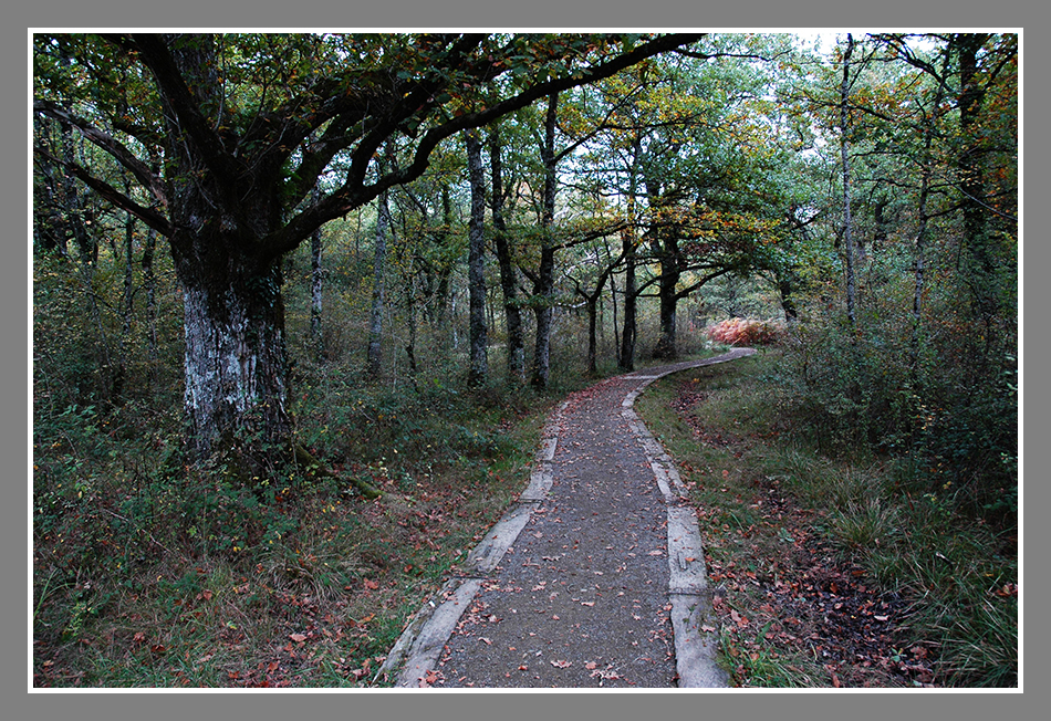 Bosque de Orgi (ANR-1)